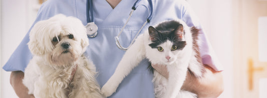 How to choose a veterinarian?