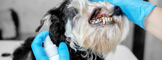 Pet oral care products with alcohol can be harmful