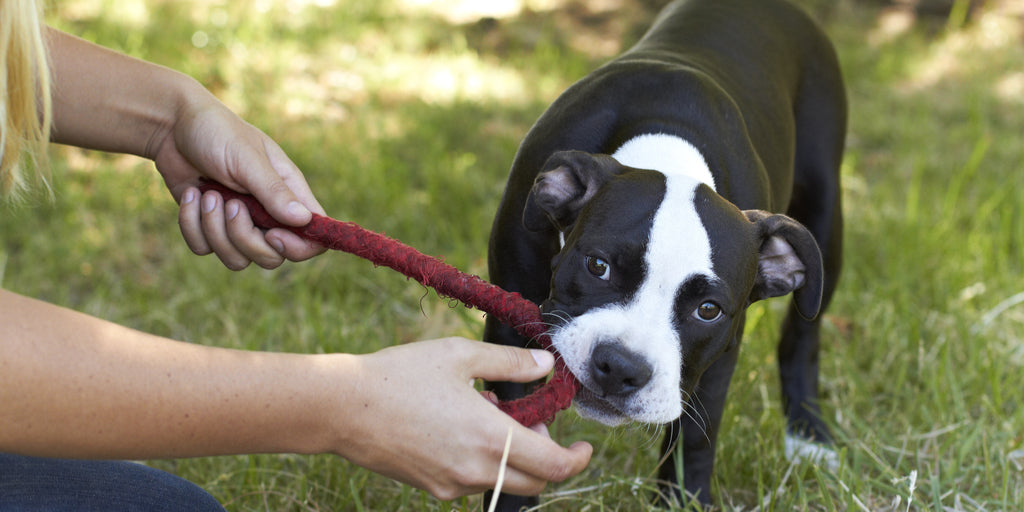 tug with dog