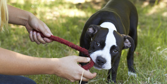 tug with dog