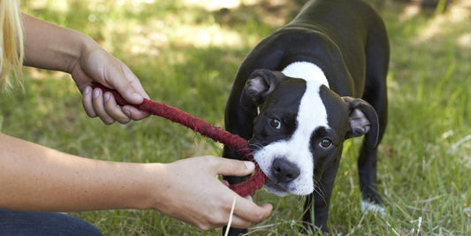 tug with dog