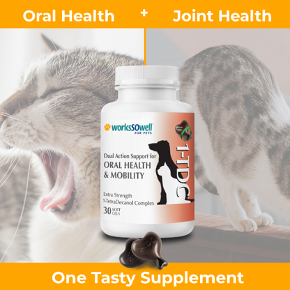 Oral Health for Cats: Essential Care Tips