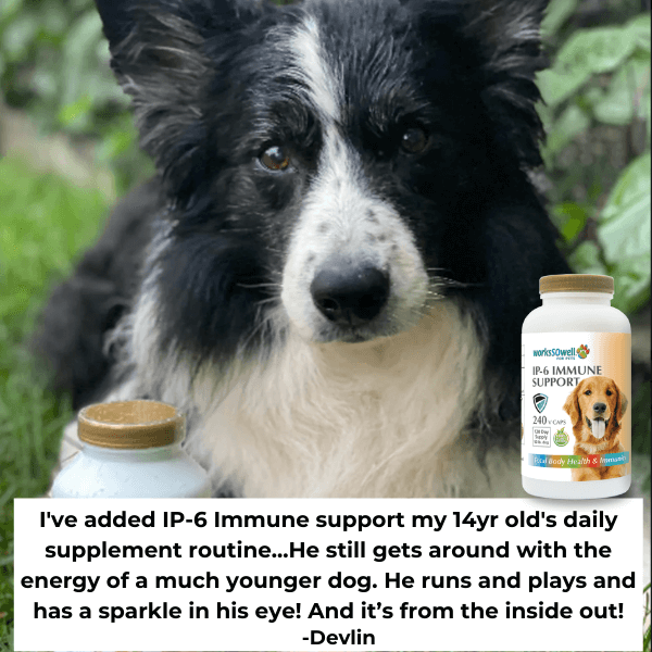 IP-6 IMMUNE SUPPORT for Dogs 2 Bottles (480 V-Caps)