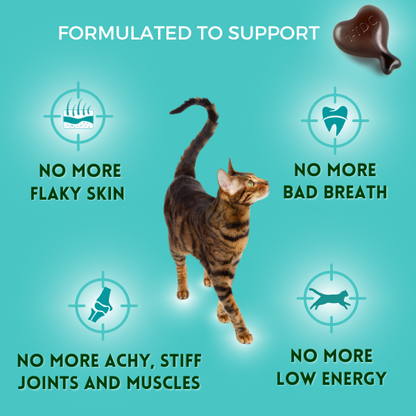 1-TDC Oral Health + Mobility Support for Cats
