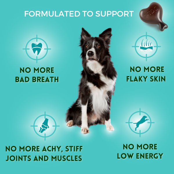 1-TDC Oral Health + Mobility Support  Dogs - 12 bottles – (1440 soft gels)